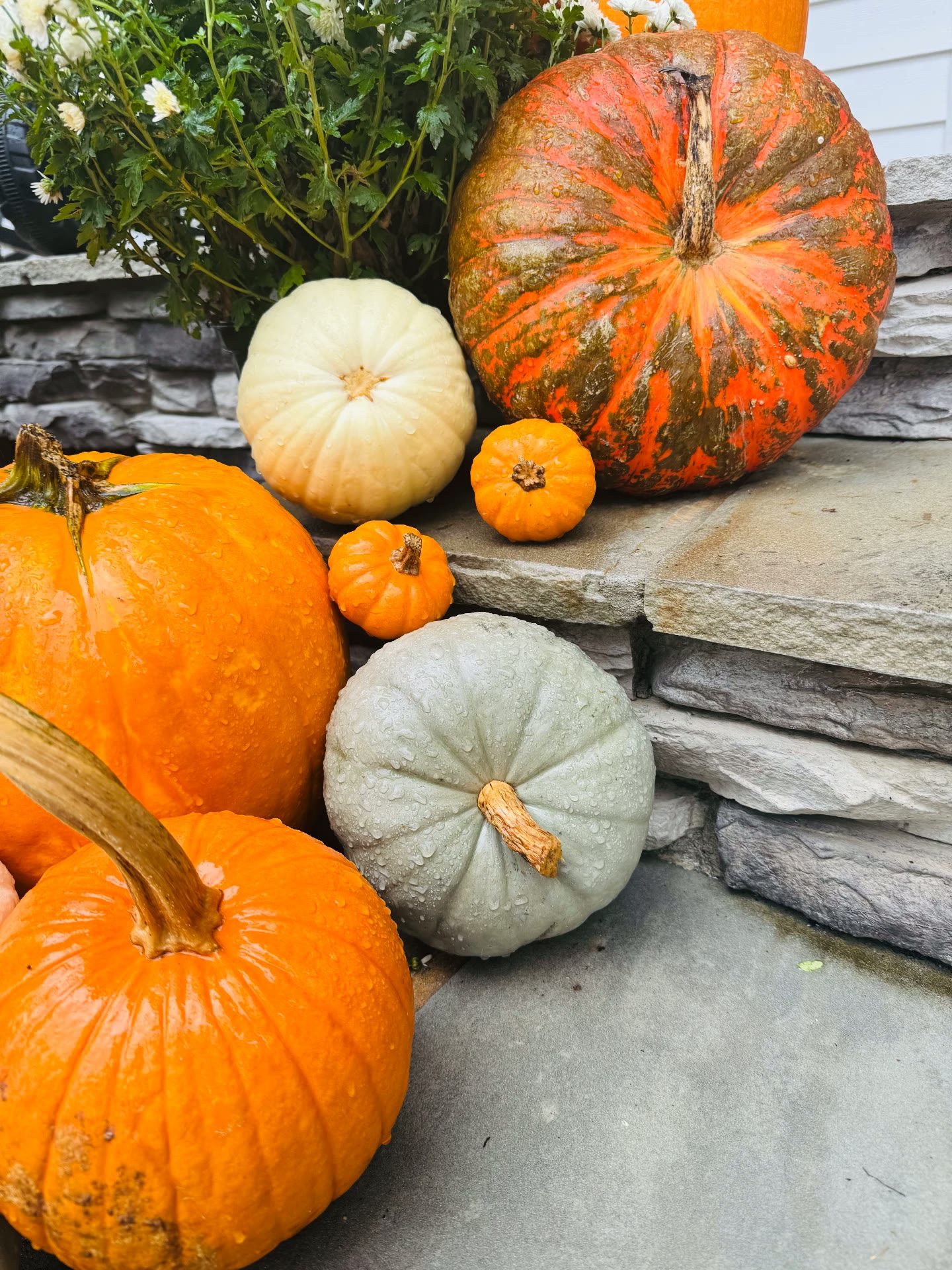 Mums, white and specialty pumpkins arranged on porch steps